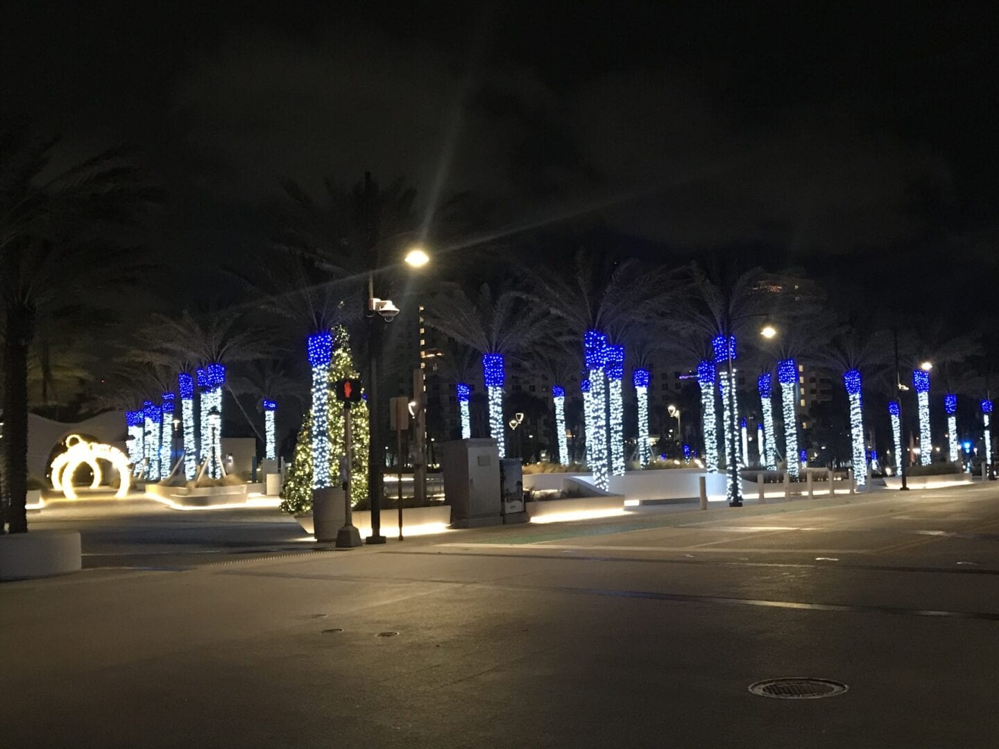Rows of palm trees with white and blue lights at night